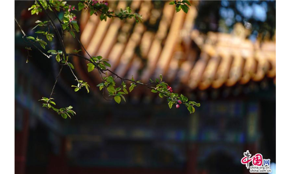 都说北京的春天太短暂，可百花不管，似乎在一夜间竞相怒放，杏花、玉兰花、梨花、海棠花、丁香花、二月兰，姹紫嫣红的装点着四季中最美的开始。京城是与众不同，因为有紫禁城，红墙映衬下的花枝，充满了古典与诗情。作者：尤紫璇