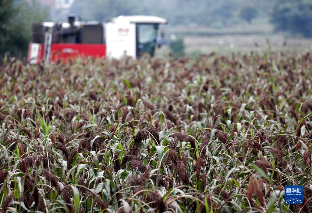 10月19日，在湖南省资兴市唐洞街道鹿桥村，农户驾驶收割机在田间收获高粱。

　　据农业农村部20日消息，目前秋粮收获近八成，近期的连阴雨对产量影响总体有限，秋粮增产已成定局。全年粮食产量有望再创历史新高，连续7年保持在1.3万亿斤以上。

　　新华社发（李科摄）