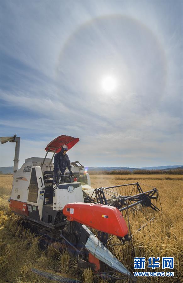 在吉林省和龙市光东村稻田里，农民驾驶收割机收获成熟的水稻（10月10日摄）。 金秋时节，稻谷飘香，吉林省延边朝鲜族自治州进入水稻收获季，田间地头金黄遍野，稻浪滚滚，一派丰收景象。 新华社记者 许畅 摄