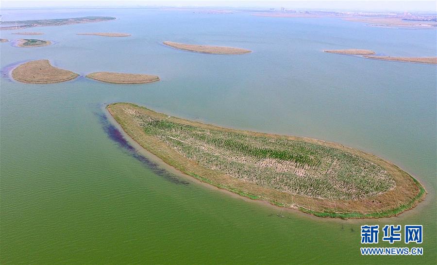 这是天津静海区的团泊洼湿地（2017年5月16日无人机拍摄）。
 
　　近日，天津市发布了《天津市生态保护红线》，陆海统筹划定生态保护红线总面积1393.79平方公里（扣除重叠），占全市陆海总面积的9.91%。 新华社记者 岳月伟 摄
