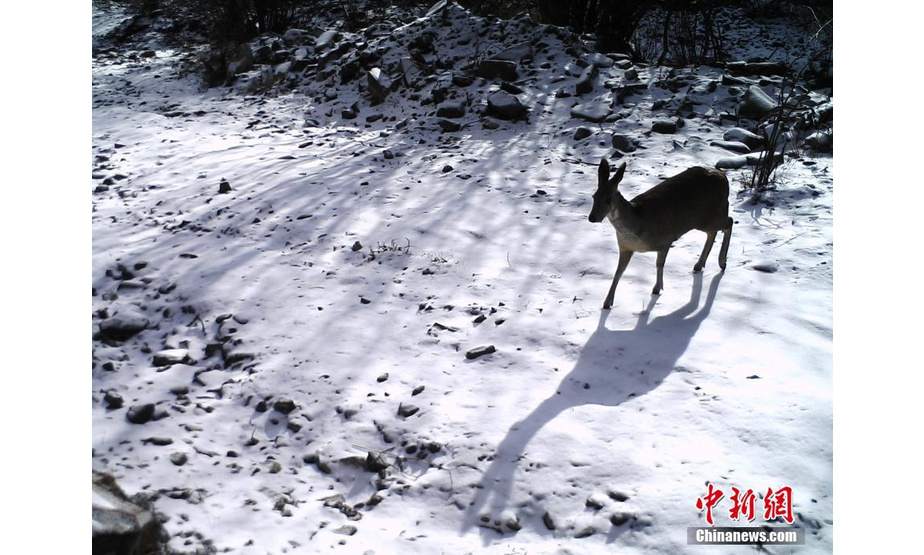 图为红外相机在三江源区域记录到的马麝影像。山水自然保护中心 供图