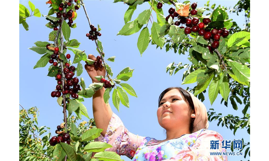 6月12日，在塔吉克斯坦首都杜尚别以西的吉萨尔，吉萨尔樱桃园的员工采摘樱桃。新华社记者沙达提摄
