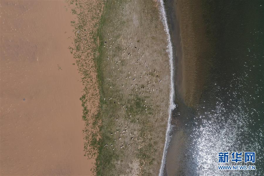 5月31日，羊群在巴丹吉林沙漠音德日图湖湖畔休憩（无人机照片）。新华社记者 徐钦 摄