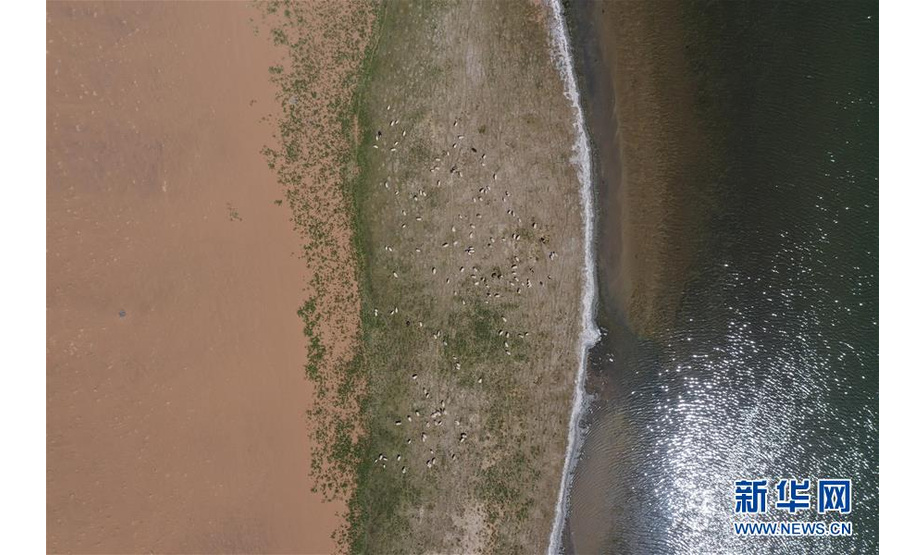 5月31日，羊群在巴丹吉林沙漠音德日图湖湖畔休憩（无人机照片）。新华社记者 徐钦 摄