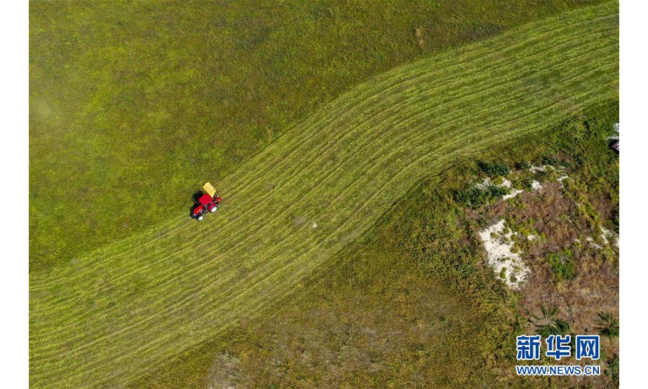 8月14日，新疆特克斯县的牧民在喀拉峻草原上“打草”（无人机拍摄）。 喀拉峻草原位于新疆伊犁河谷的特克斯县境内，山峦连绵起伏，线条柔美，层次分明，犹如一幅大气磅礴的天然画卷。 新华社记者 胡虎虎 摄