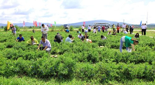 永远的绿水青山伊春答卷 老林区焕发新活力