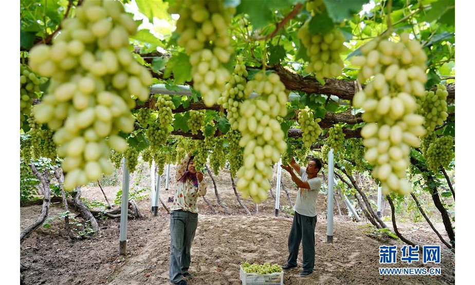 9月9日，怀来县桑园镇后郝窑村的果农在采摘葡萄。新华社记者 杨世尧 摄