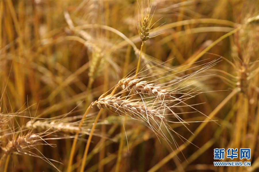 这是2019年3月30日在尼泊尔西部巴尔迪亚的一个村庄拍摄的小麦麦穗。 新华社发（苏尼尔·夏尔马摄）