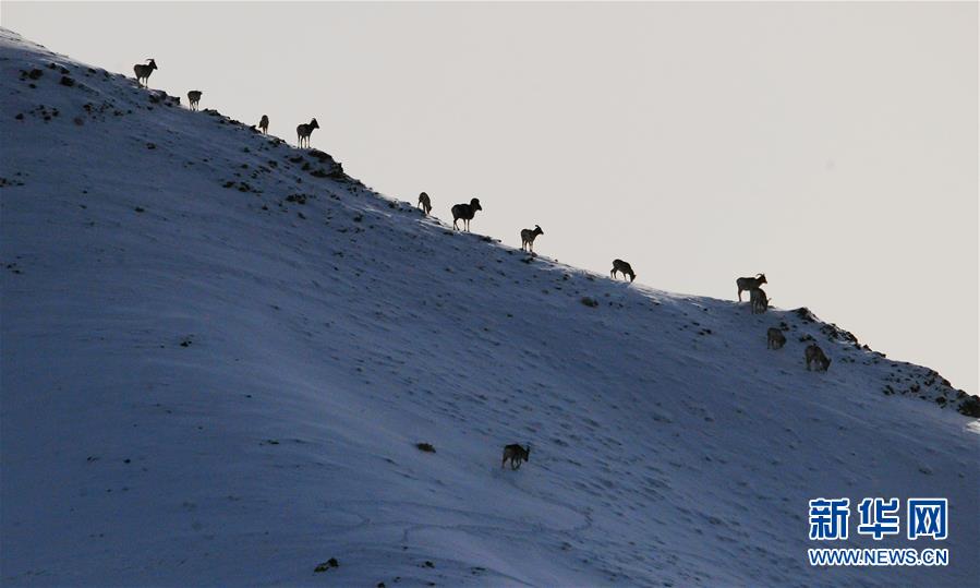 11月30日，一群野生动物在哈尔腾草原觅食。 近日，位于祁连山西部的甘肃省酒泉市阿克塞哈萨克族自治县哈尔腾草原迎来降雪。大地银装素裹，生活在这里的野生动物四处觅食。 新华社发（马晓伟 摄）