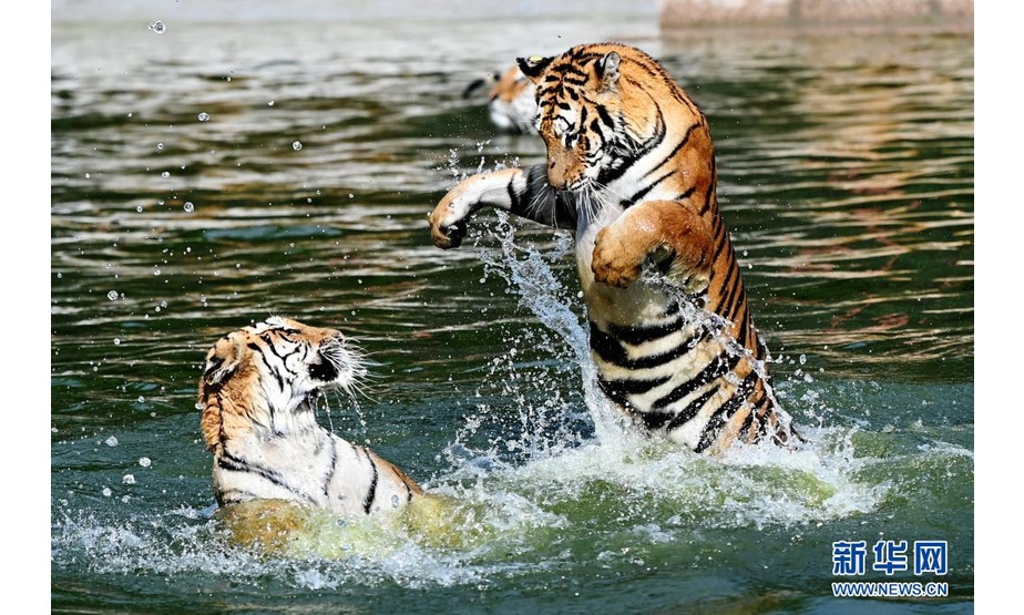 在横道河子东北虎林园野化训练区水池中，两只东北虎在打闹（7月26日摄）。

　　新华社记者 王建威 摄