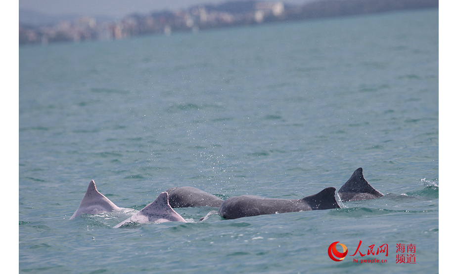 不同年龄段的中华白海豚结伴畅游在海南岛西南近海海域。 中科院深海所供图