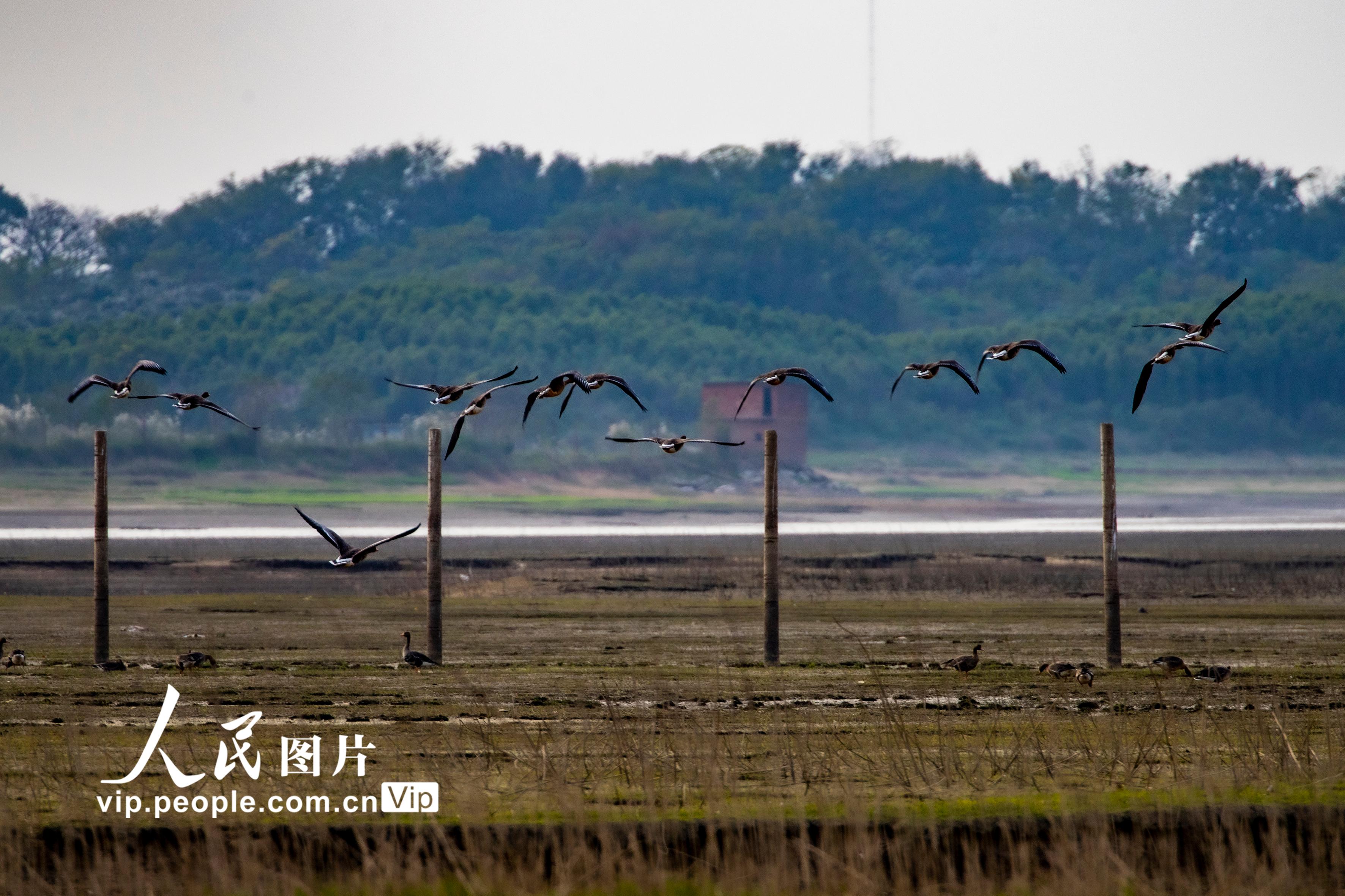 2020年11月3日，成群越冬候鸟在鄱阳湖江西省九江市湖口县湿地停歇、觅食。位于江西省北部、长江中下游南岸的鄱阳湖是中国最大淡水湖和国际重要湿地，也是世界上最大的鸟类保护区之一，每年秋冬季节到第二年春，便会进入枯水期，形成广阔的绿洲，成为东亚至澳大利亚西候鸟迁徙路线上的越冬地和停歇地。据江西鄱阳湖国家级自然保护区最新的数据显示已经有2.6万余只越冬候鸟抵达鄱阳湖。张玉/人民图片
