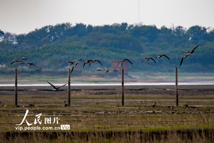 鄱阳湖迎来2.6万余只越冬候鸟 - 黑龙江网