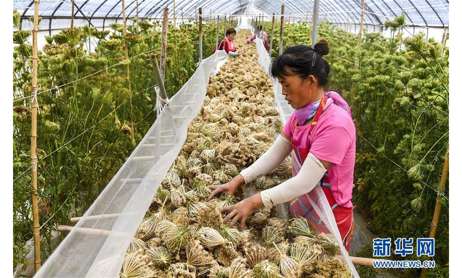 7月10日，河北省武强县北大洼现代农业示范区的一家种苗公司工人在晾晒胡萝卜种子。新华社记者 李晓果 摄