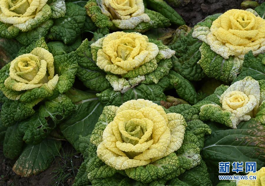 南京农业大学校外白菜基地种植的“黄玫瑰白菜”新华社记者孙参摄