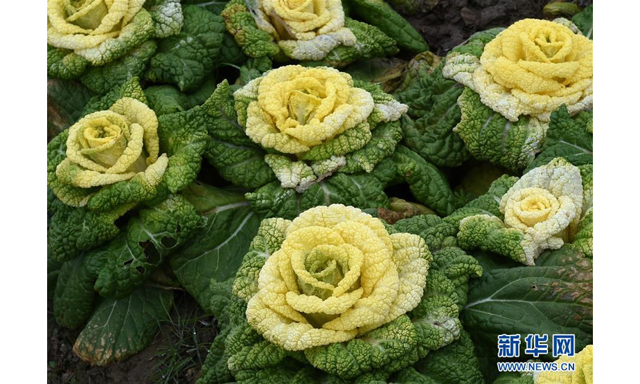 南京农业大学校外白菜基地种植的“黄玫瑰白菜”新华社记者孙参摄