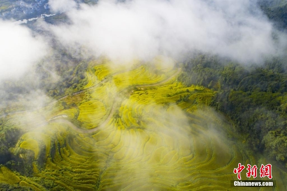 9月14日，在江西婺源江岭，层层叠叠的金色如同大地腰带般缠绕在青山云雾中，构成了一幅绝美的丰收画卷。詹东华 摄