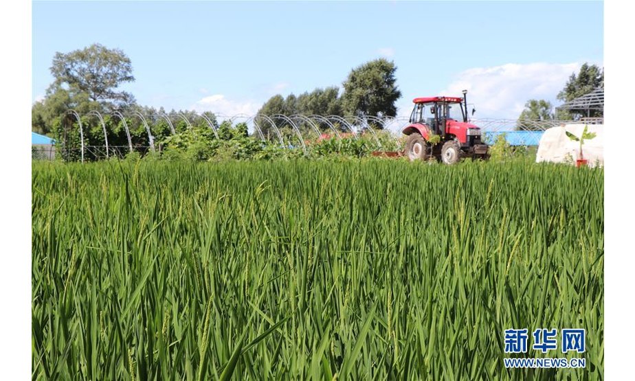 内蒙古天极农业开发有限公司育种基地的水稻实验项目一景（7月31日摄）。 提到大米，过去人们首先想到的是东北大米、“泰国香米”，草原与大米似乎没有直接的关联。而如今，产于草原的“兴安盟大米”，从默默无闻的普通米逆袭成为声名远播的高端有机大米，不仅将草原与大米紧密相连，还在草原上架起一座乡村振兴和脱贫致富的桥梁。 新华社记者 王靖 摄