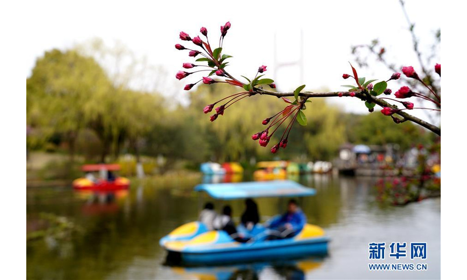 3月24日，上海闵行区吴泾公园里的垂丝海棠含苞欲放。 随着春天到来，上海处处生机盎然，千花百卉争明媚。 新华社记者 张建松 摄