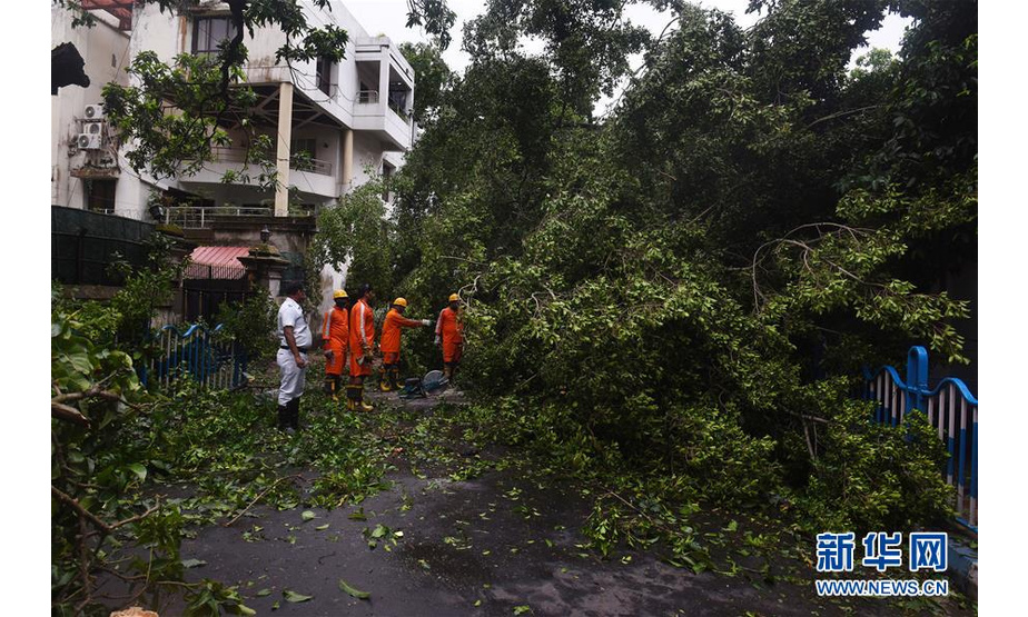5月21日，在印度加尔各答，工作人员清理被风吹倒的树木。新华社发