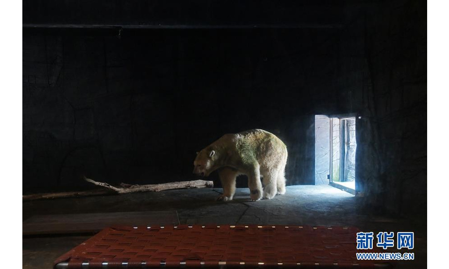这是4月13日，北极熊伊努卡在新加坡动物园缓行。 新华社发（邓智炜摄）