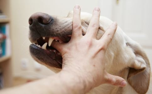 男童气管被狗咬穿 怎么避免狗扑人