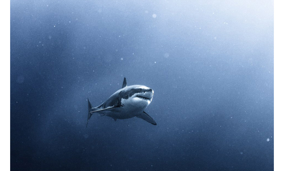 近日，美国专家在墨西哥瓜达卢佩群岛进行潜水研究鲨鱼时，拍摄下了一组鲨鱼畅游海底的照片，海底的瑰丽景色令人见之心喜、心向往之。