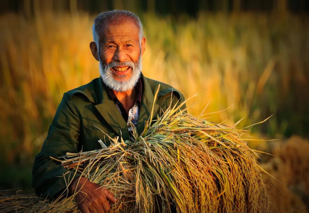 丰收的喜悦。王志军摄