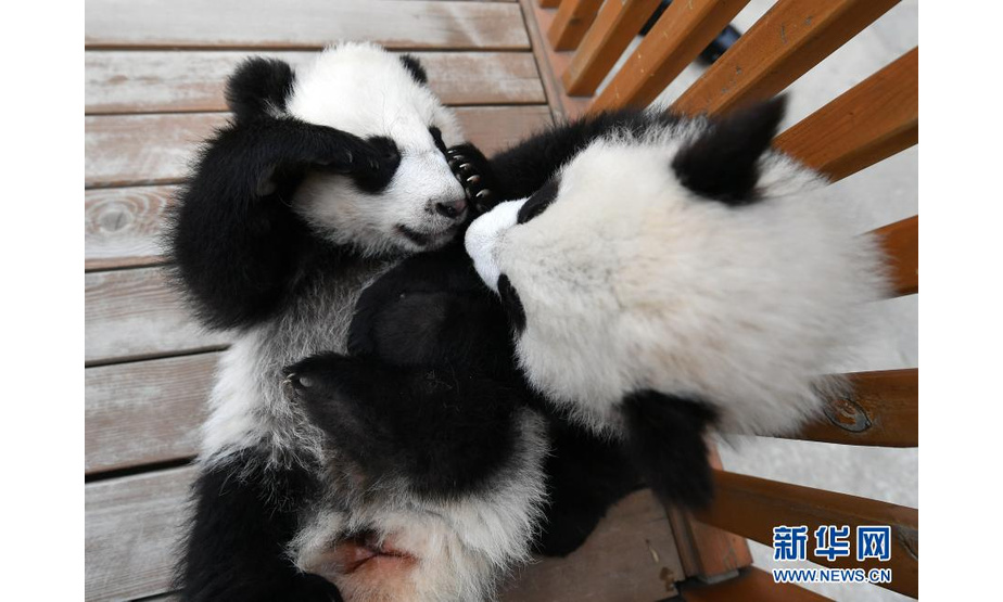 2020年，陕西秦岭大熊猫研究中心的大熊猫永永、秦秦、珠珠共产下四只幼崽。在工作人员的悉心照料下，目前四只大熊猫宝宝健康成长。2016年以来，陕西人工繁育大熊猫32只，成为世界第三大大熊猫繁育基地。