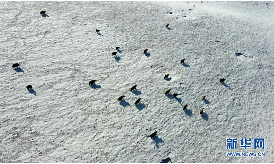 一群牦牛在雪后的草原上活动（2月25日摄，无人机照片）。

　　近日，一场降雪过后，青海湖畔在白雪覆盖下形成千里雪原的壮观景象。新华社记者 张宏祥 摄