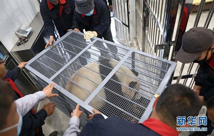 　　5月21日，大熊猫“青城”在鞍山市二一九动物园大熊猫馆适应新环境。 当日，两只分别来自中国大熊猫保护研究中心雅安碧峰峡基地和都江堰青城山基地的大熊猫“阿灵”和“青城”，入住辽宁省鞍山市二一九动物园大熊猫馆。经过一段时间的适应期，它们将正式与市民和游客见面。 新华社记者 姚剑锋 摄

