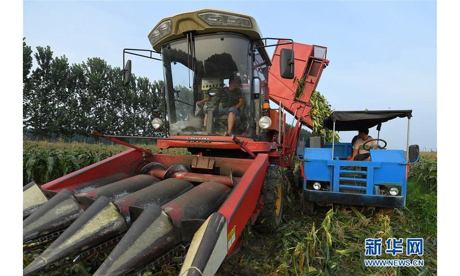 7月18日，唐山市丰润区李钊庄镇李虎庄村农民在收获水果玉米。新华社记者 牟宇 摄