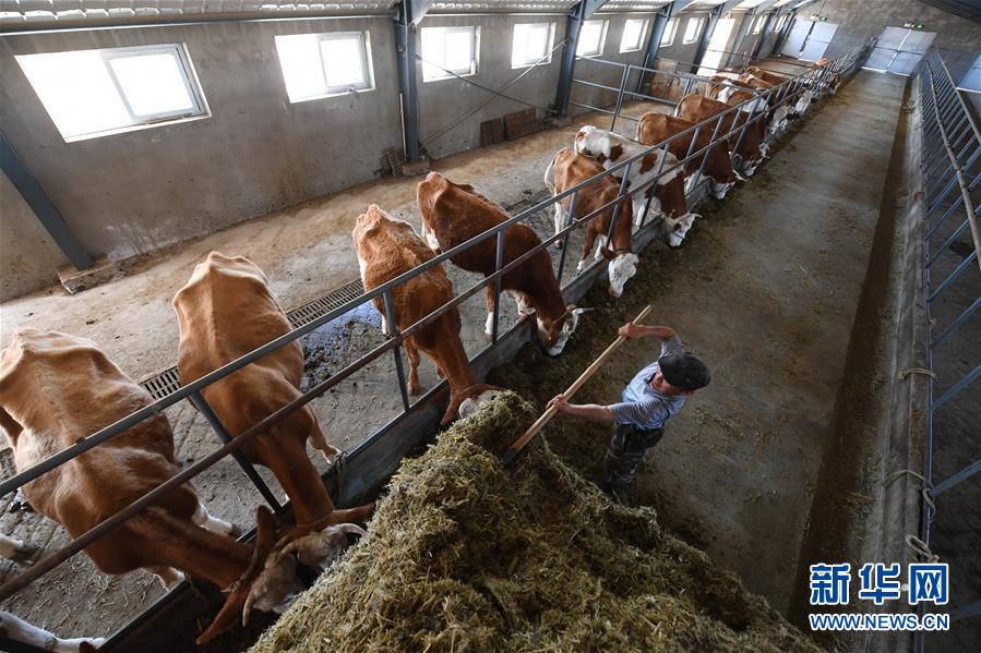 一名牧民在新疆阿勒泰地区青河县阿格达拉镇扶贫搬迁养殖区工作（8月9日摄）。 新华社记者 沙达提 摄