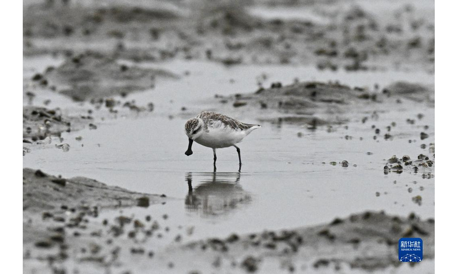 1月23日，一只勺嘴鹬在海南儋州一处湿地觅食。

　　勺嘴鹬被世界自然保护联盟列为极度濒危鸟类，也是国家一级重点保护野生动物。

　　新华社记者 蒲晓旭 摄