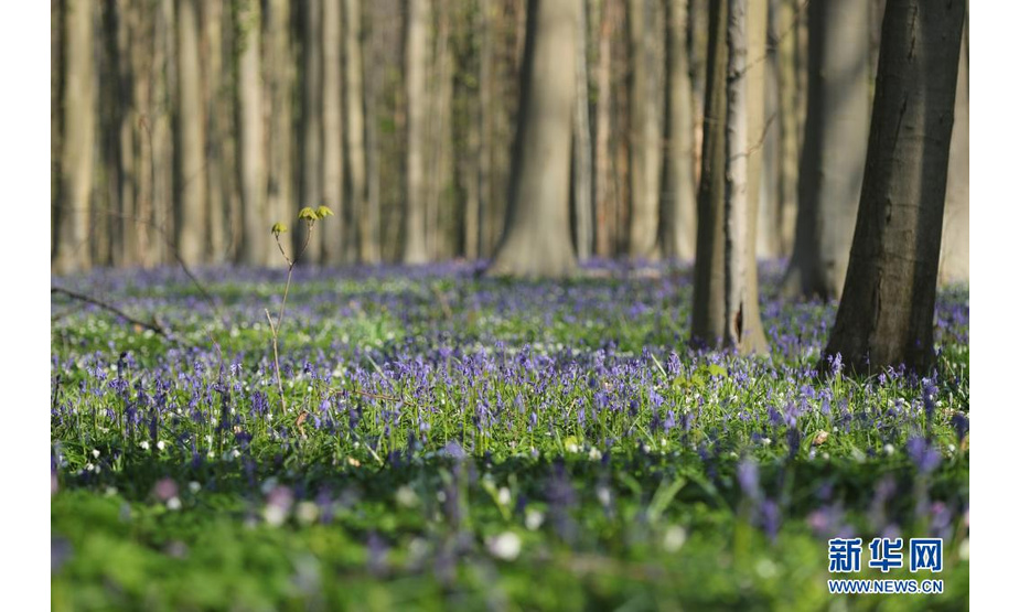 这是4月17日在比利时哈勒市附近的哈勒森林拍摄的蓝铃花。

　　每年春天，比利时哈勒森林里大片蓝铃花盛开，远望去，森林像覆盖了一层紫色的地毯，这里因此被称为“紫花森林”。

　　新华社记者 郑焕松 摄