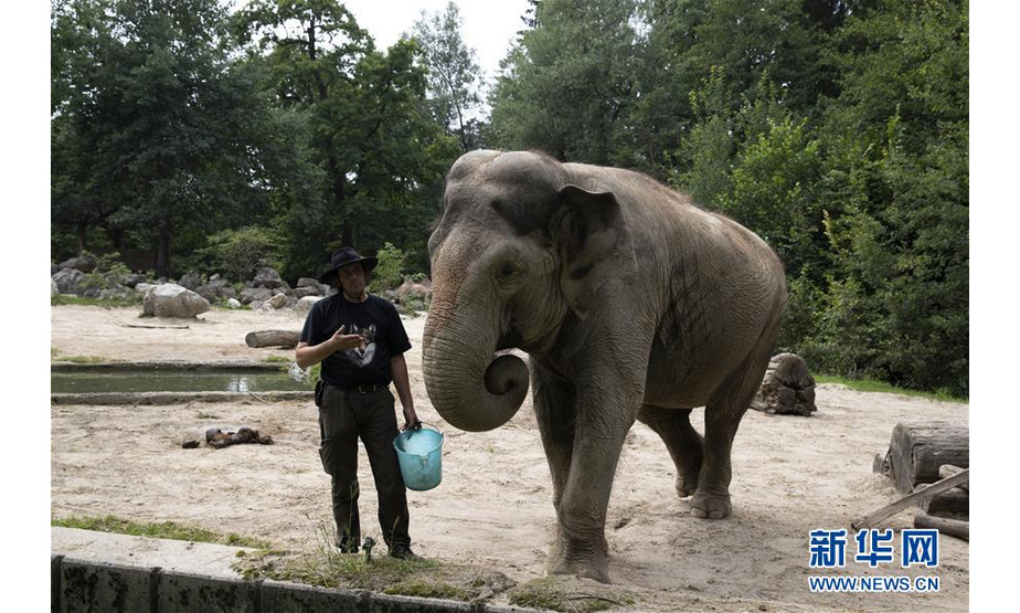 8月11日，在斯洛文尼亚卢布尔雅那动物园，亚洲象“恒河”和饲养员马蒂亚在一起。新华社发（泽利科·斯特凡尼奇摄）