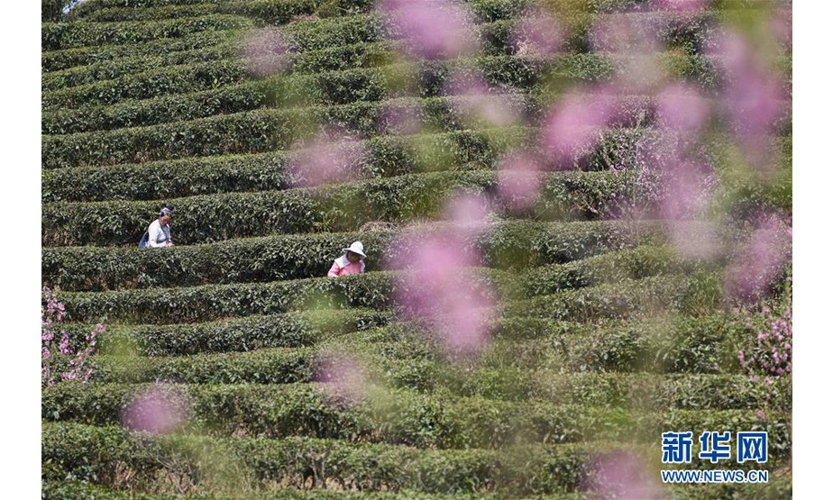 3月25日，采茶工在贵州省黔东南苗族侗族自治州丹寨县龙泉镇马寨村茶园里采摘春茶。 新华社发（凯尚宇 摄）