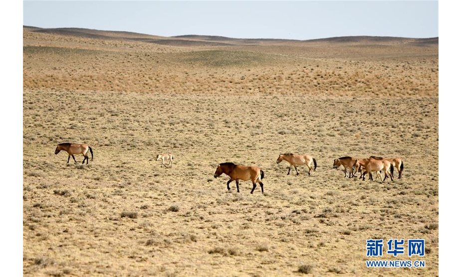 　一群野马在新疆卡拉麦里山有蹄类野生动物自然保护区漫步（6月3日摄）。新华社记者 丁磊 摄
