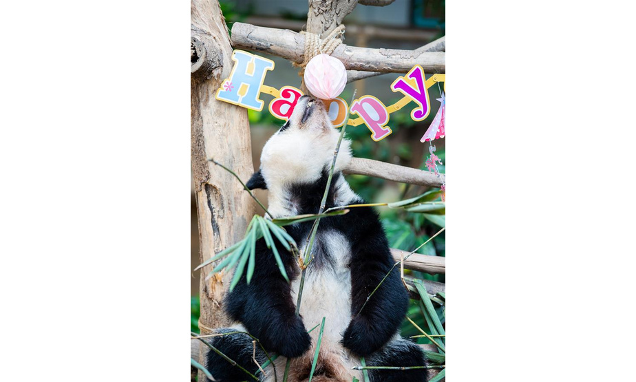 1月14日，在马来西亚吉隆坡附近的马来西亚国家动物园，大熊猫宝宝“谊谊”庆祝生日。马来西亚国家动物园14日为在马出生的第二只雌性大熊猫宝宝“谊谊”庆祝两周岁生日。新华社记者 朱炜 摄