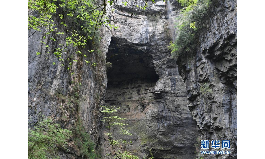 地洞河天坑的岩壁（4月22日摄）。位于陕西省汉中市宁强县的地洞河天坑，是禅家岩天坑群中规模最大的一处天坑，坑内分布有石钟乳、石笋，具有极高的地质研究价值。 新华社记者 张博文 摄