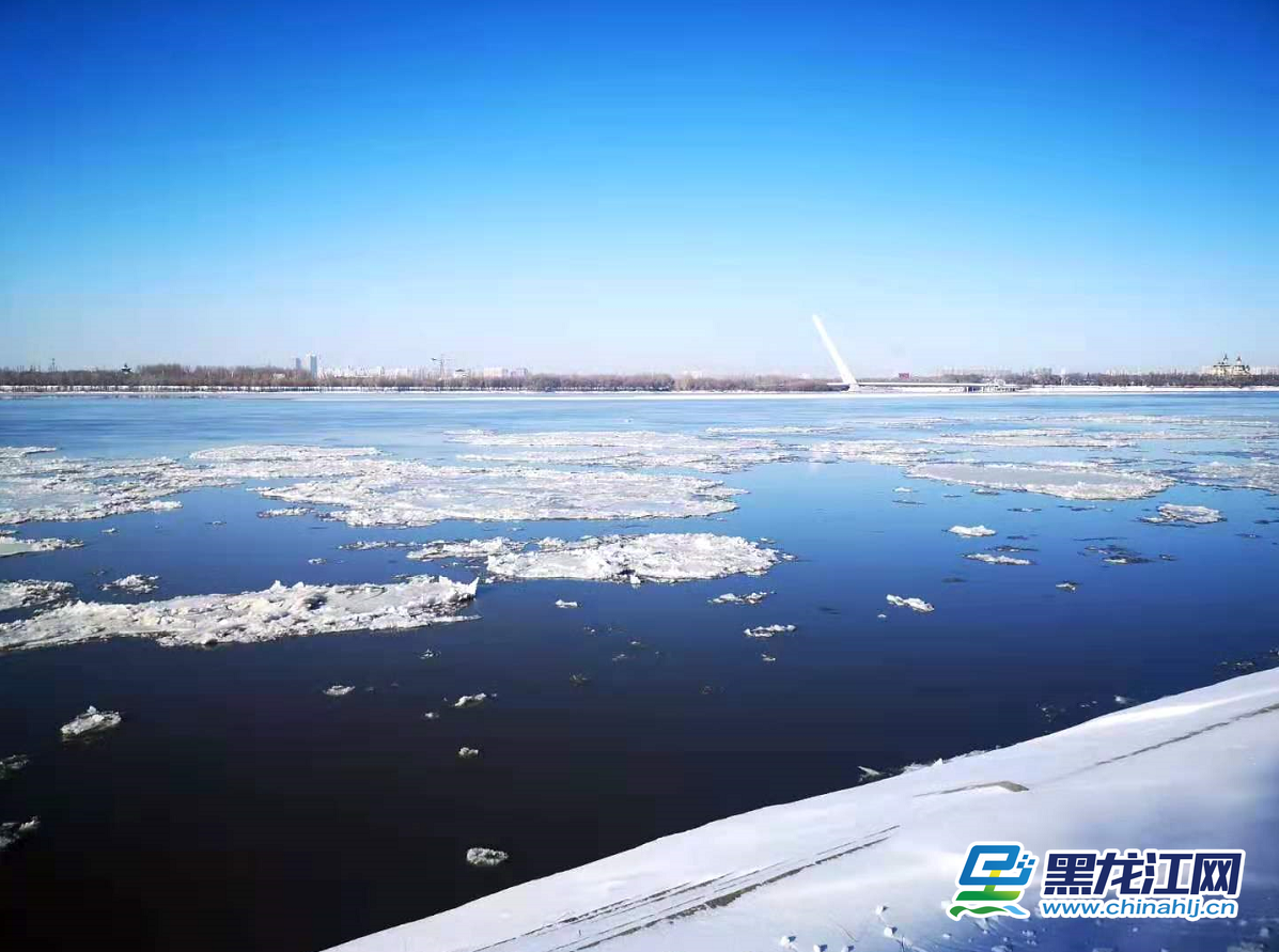 随着气温大幅下降，松花江封江在即。11月20日，哈尔滨市区内的松花江面上大块的冰排顺流而下，吸引了许多市民前来观看美景。（记者 白林鹤）