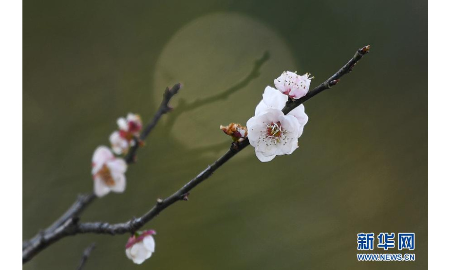 这是2月21日在杭州西溪国家湿地公园拍摄的梅花。新华社记者 黄宗治 摄