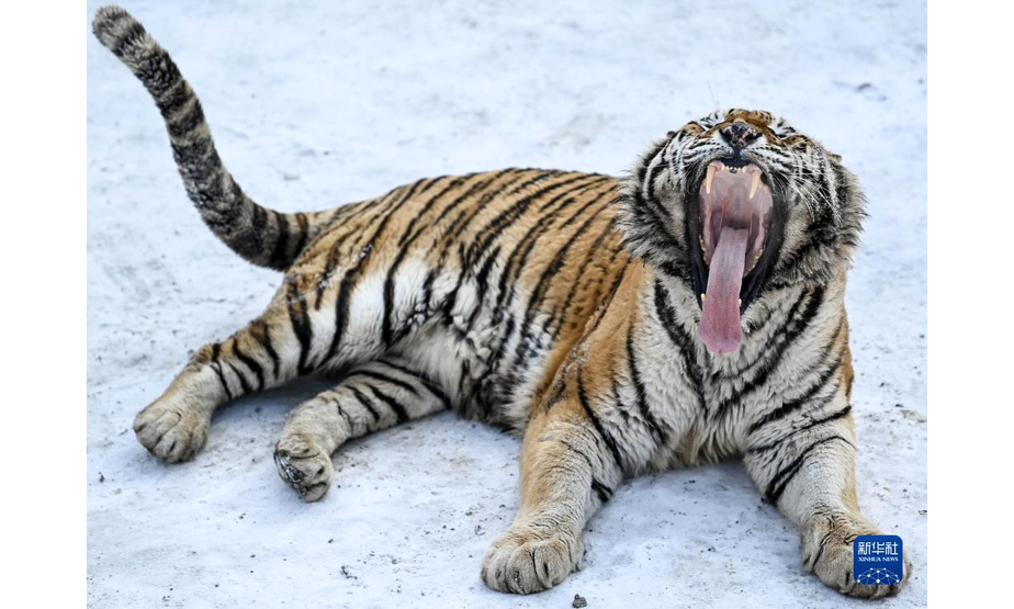 1月13日，在吉林省东北虎园内，一只东北虎在雪地上打哈欠。

　　冬季里，在位于吉林长春的东北虎园内，东北虎享受惬意生活。

　　新华社记者 颜麟蕴 摄