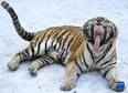 1月13日，在吉林省东北虎园内，一只东北虎在雪地上打哈欠。<br/><br/>　　冬季里，在位于吉林长春的东北虎园内，东北虎享受惬意生活。<br/><br/>　　新华社记者 颜麟蕴 摄