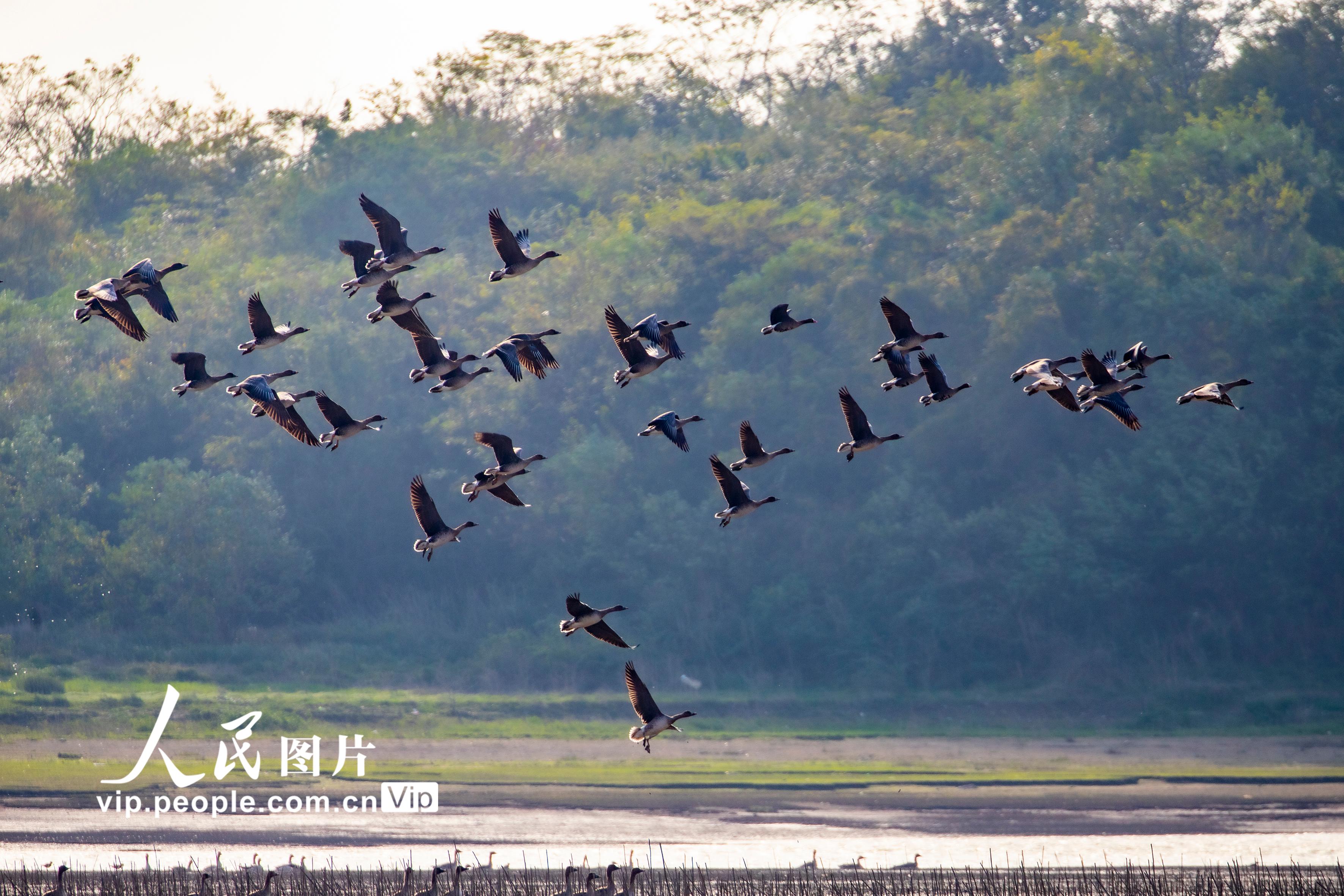鄱阳湖迎来2.6万余只越冬候鸟 - 黑龙江网