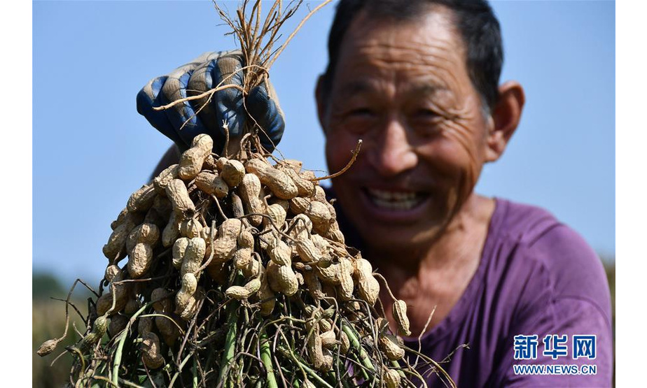 9月22日，在山东省烟台市农科院花生育种基地，农民展示收获的花生。 新华社发（孙文潭 摄）