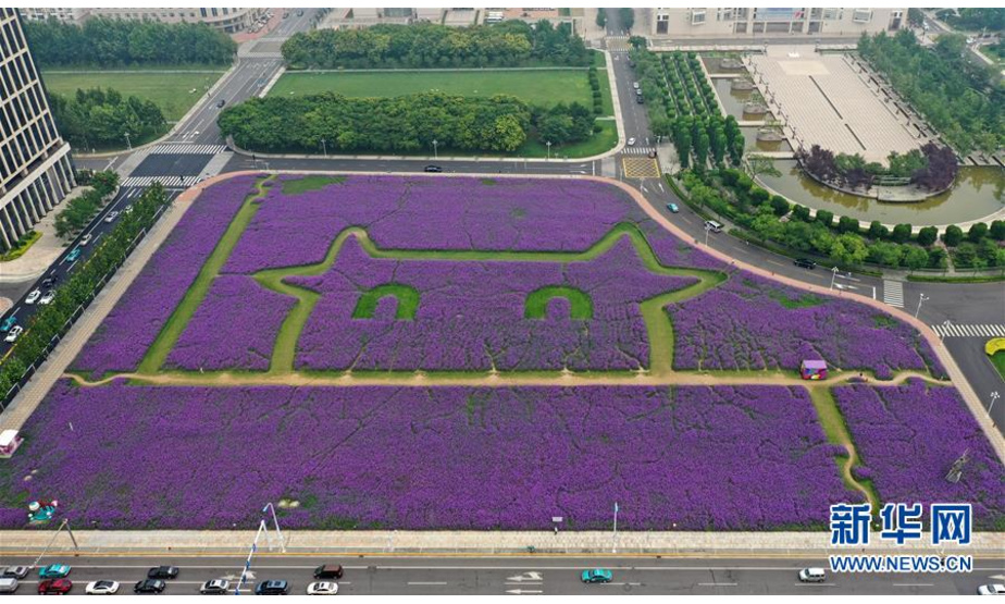 7月18日无人机拍摄的马鞭草花海。

　　近日，天津滨海新区泰达城市广场的马鞭草进入盛花期，紫色花海吸引了市民前来赏花拍照。

　　新华社记者李然摄