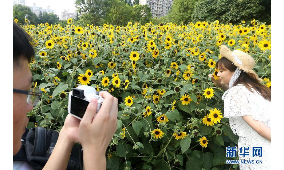 7月14日，游客在上海南园滨江绿地拍照留念。新华社记者 陈飞 摄
