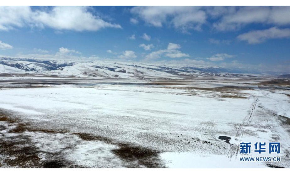 一群牦牛在雪后的青海湖畔活动（2月25日摄，无人机照片）。

　　近日，一场降雪过后，青海湖畔在白雪覆盖下形成千里雪原的壮观景象。新华社记者 张宏祥 摄