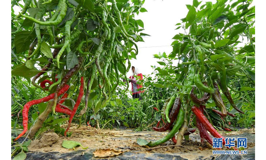 7月19日，滦南县坨里镇一家蔬菜合作社的社员在田间管理辣椒。新华社记者杨世尧摄